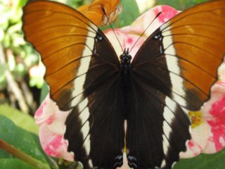 keywestbutterflyconservatory5.jpg